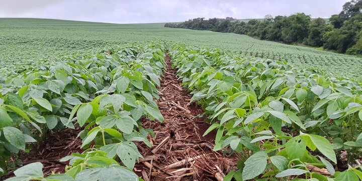 Soil erosion and sustainable agriculture in Brazil