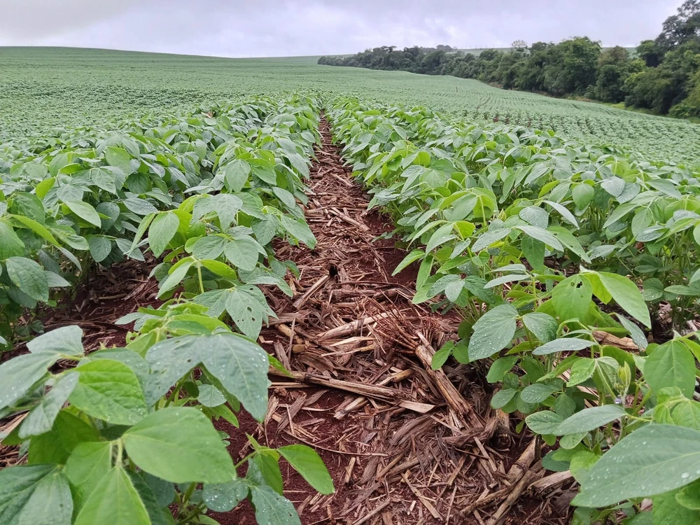 Crops fields in Brazil
