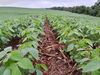 Crops fields in Brazil